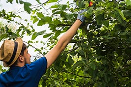 entretien des arbres fruitiers au Puy sainte-réparade
