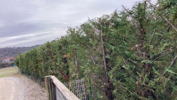 taille douce des arbres par un élagueur grimpeur au puy sainte-réparade et aux alentours